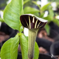 Arisaema triphyllum (Jack-in-the-Pulpit) - 3QT