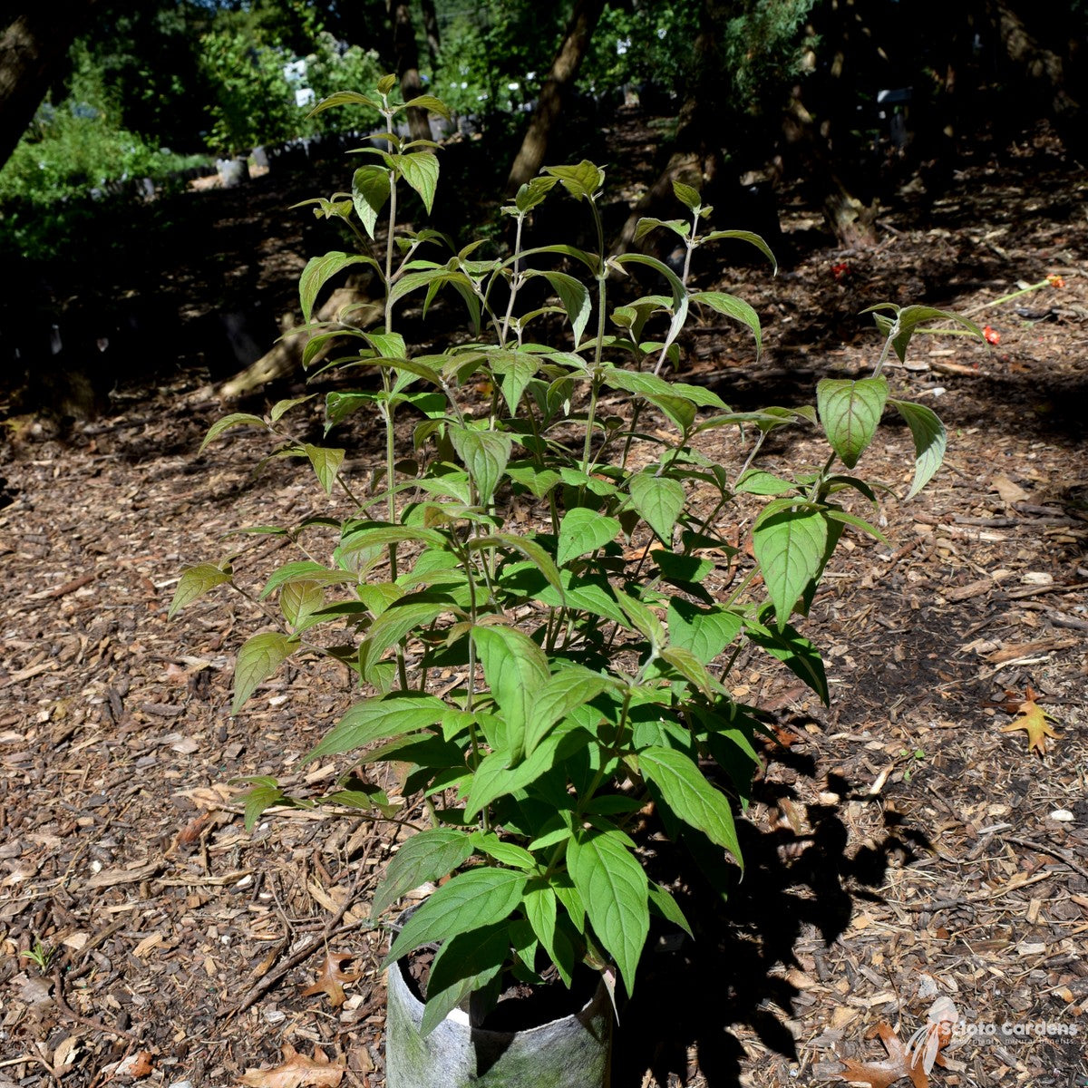 Pycnanthemum incanum (Hoary Mountain Mint) - 1 gal
