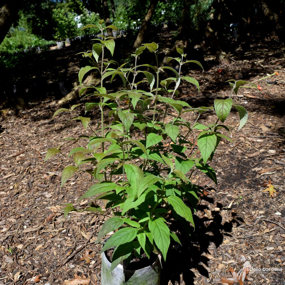 Pycnanthemum incanum (Hoary Mountain Mint) - 1 gal