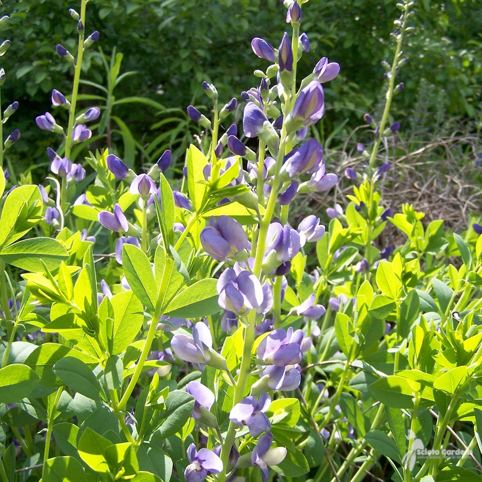 Baptisia australis (Blue False Indigo) - 2 gal