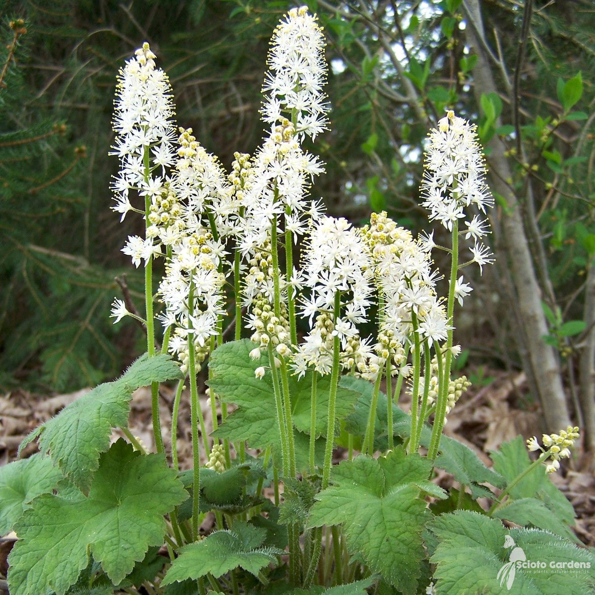 Tiarella cordifolia (Foam Flower) - 3QT
