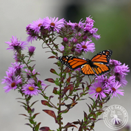 Aster novae-angliae (New England Aster) - 2 gal